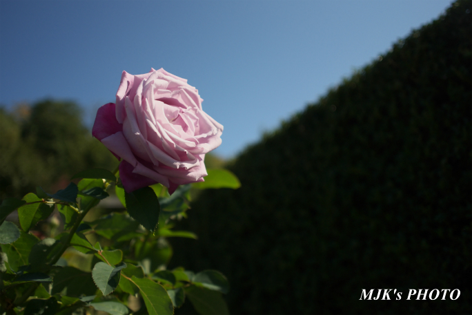 rose2701.jpg