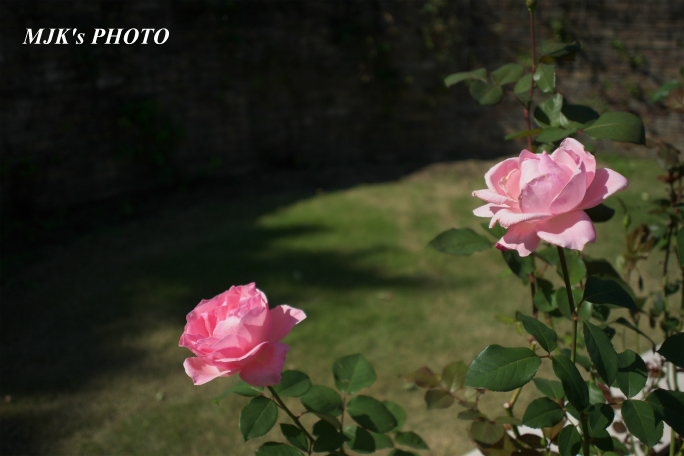 rose2702.jpg