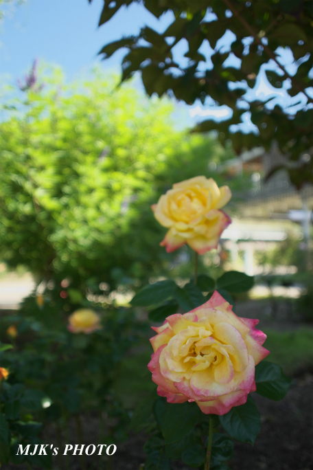 rose2703.jpg