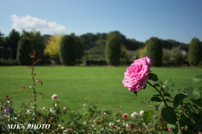 rose2705.jpg