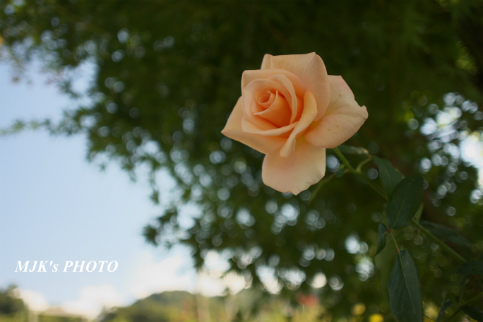 rose2706.jpg
