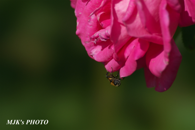 rose2710.jpg