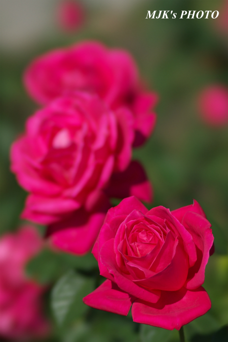 rose2711.jpg