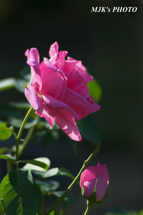 rose2712.jpg