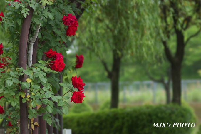 rose3196.jpg