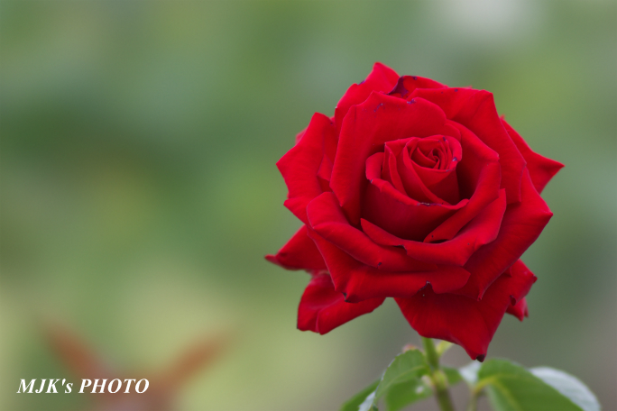 rose3197.jpg