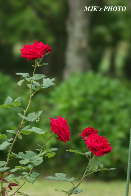 rose3198.jpg