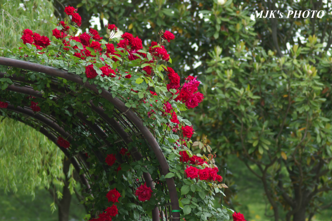 rose3200.jpg
