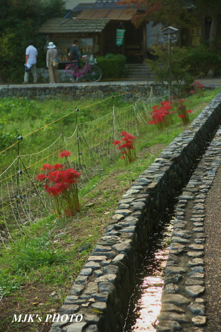 sagano1735.jpg