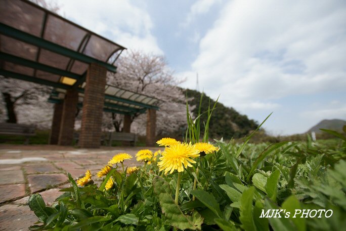sakura00410.jpg
