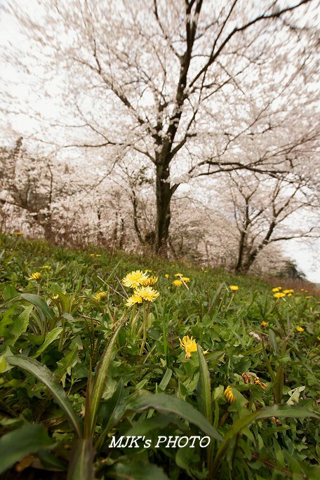 sakura00411.jpg