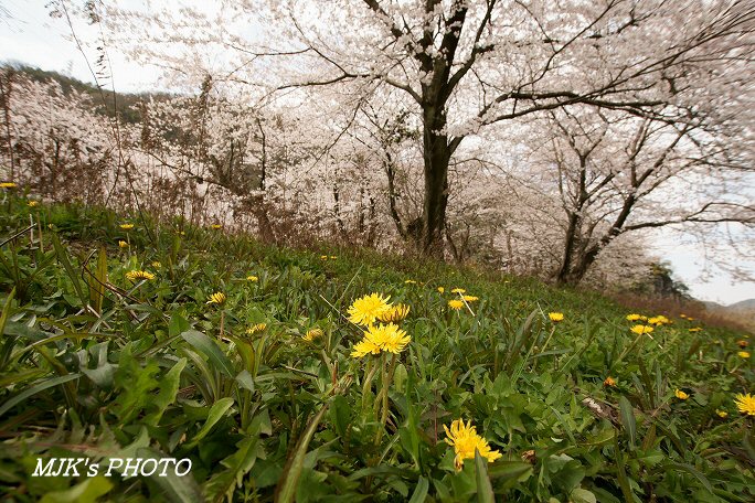 sakura00412.jpg