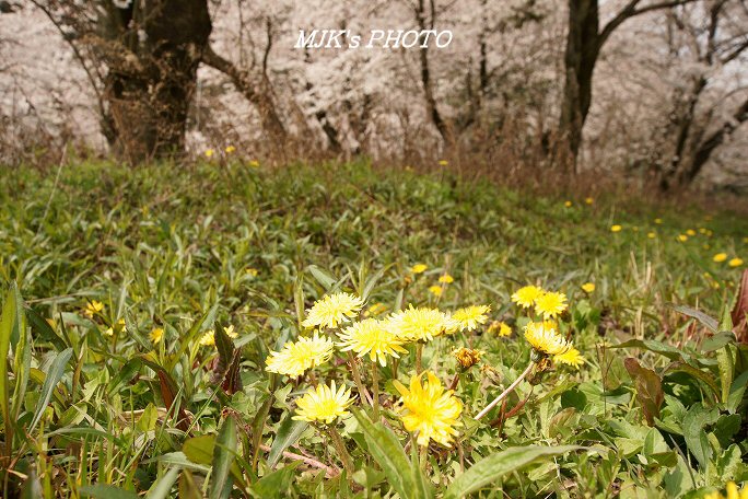 sakura00413.jpg