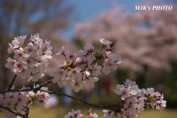 sakura1317.jpg
