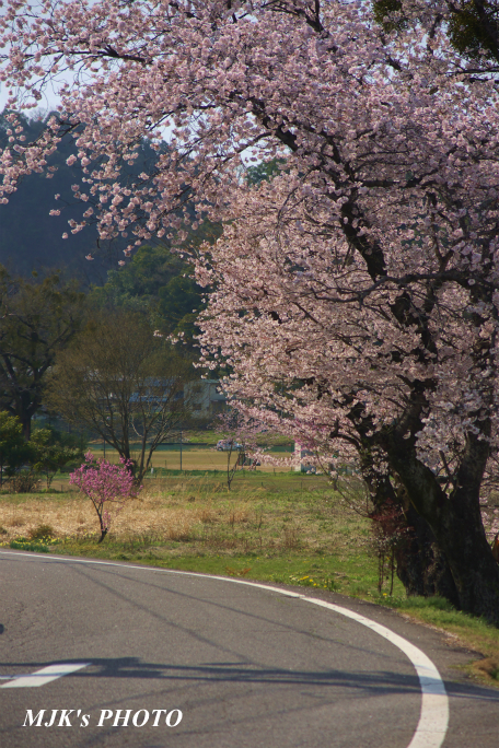 sakura1318.jpg
