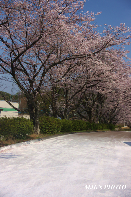 sakura1319.jpg