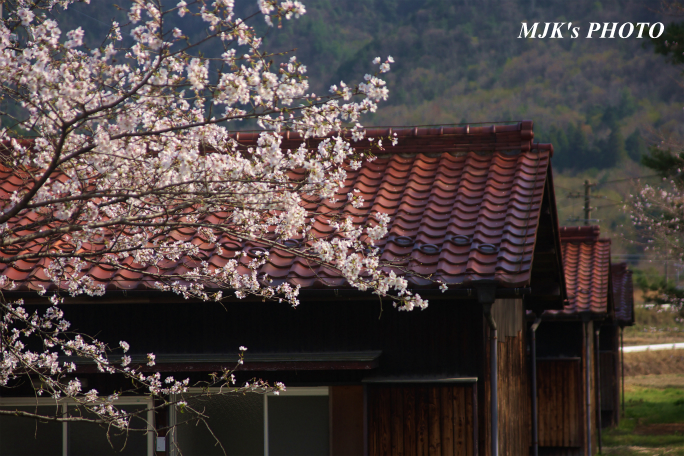sakura1321.jpg