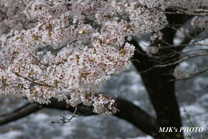 sakura4043.jpg
