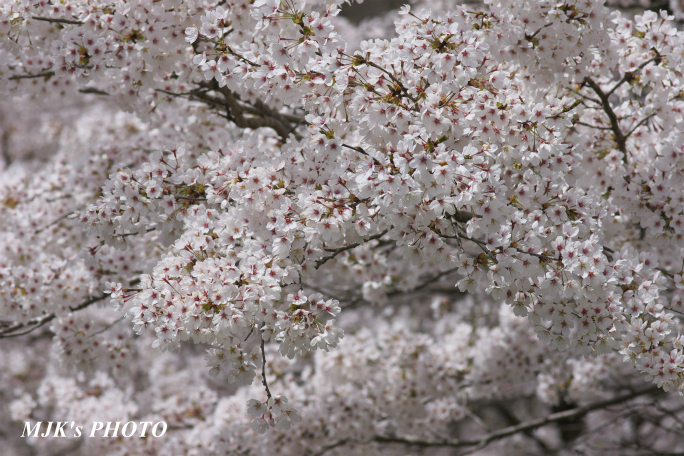 sakura4044.jpg