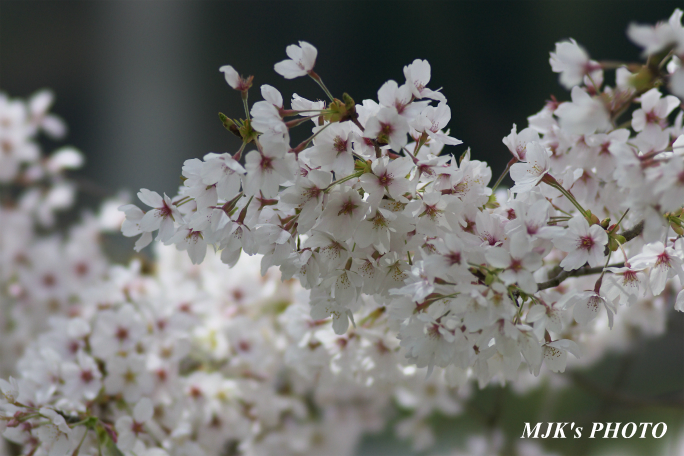 sakura4045.jpg