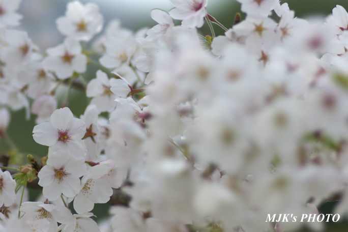 sakura4046.jpg