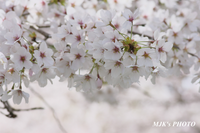 sakura4047.jpg