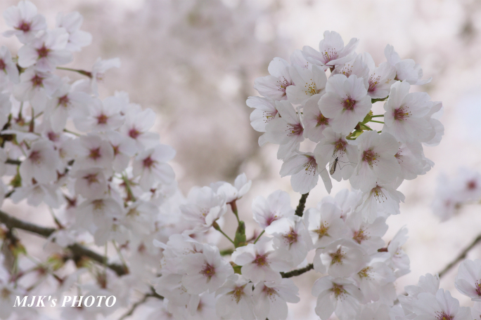 sakura4048.jpg