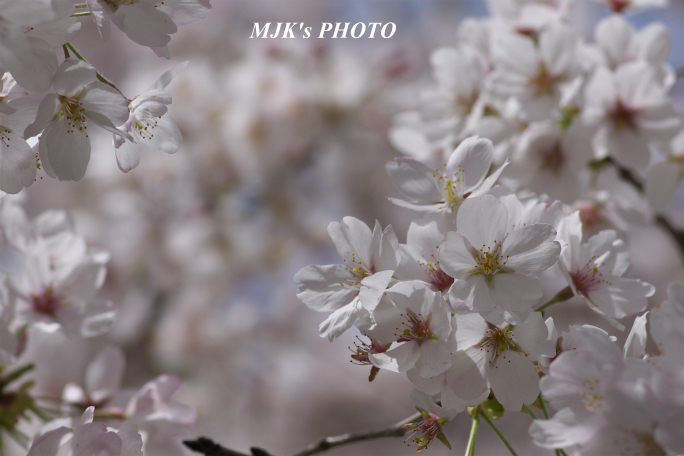 sakura4050.jpg