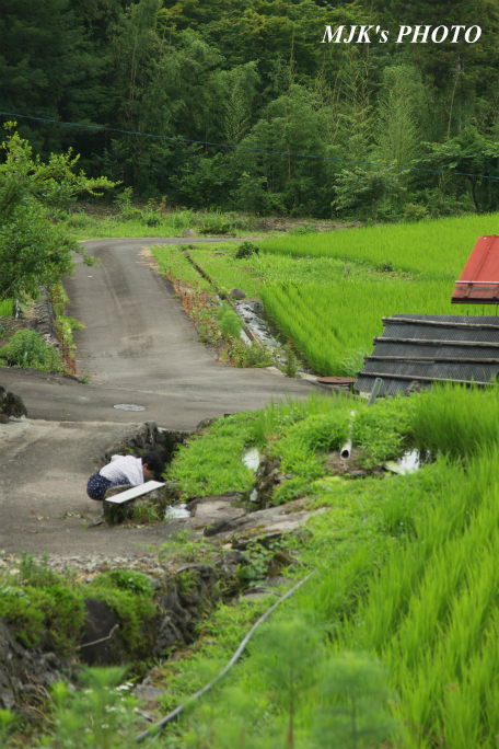 sangatani2453.jpg