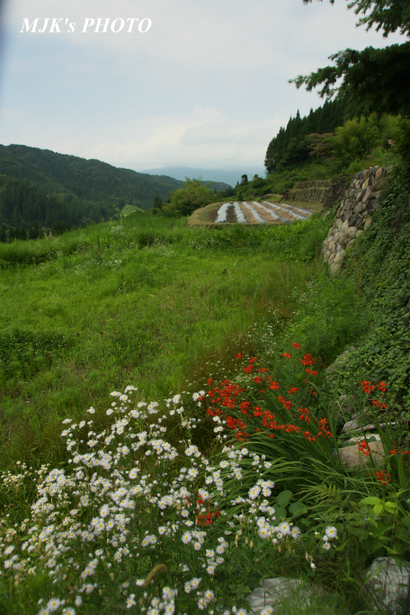 sangatani2458.jpg