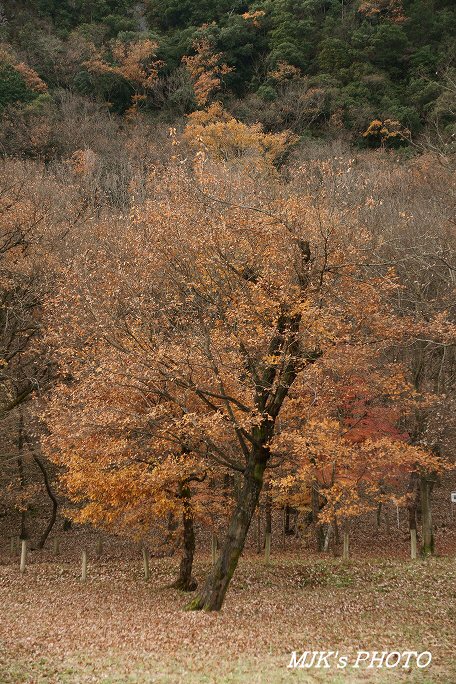 satoyama00067.jpg