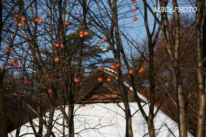 satoyama00111.jpg
