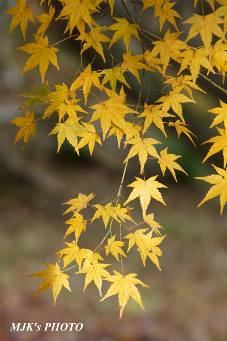 satoyama1036.jpg