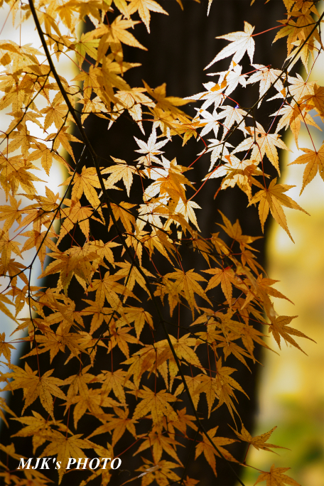 satoyama1037.jpg