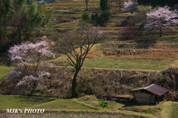 satoyama1343.jpg