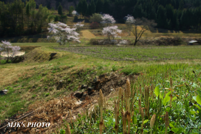 satoyama1346.jpg
