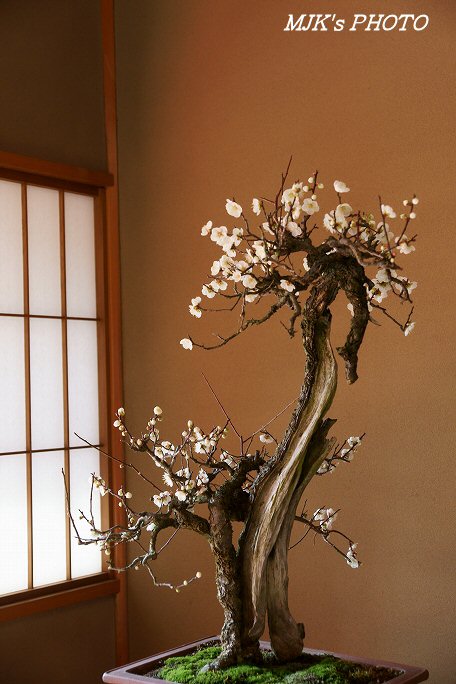 shirotoriteien00173.jpg