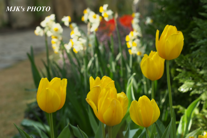 springflower3846.jpg