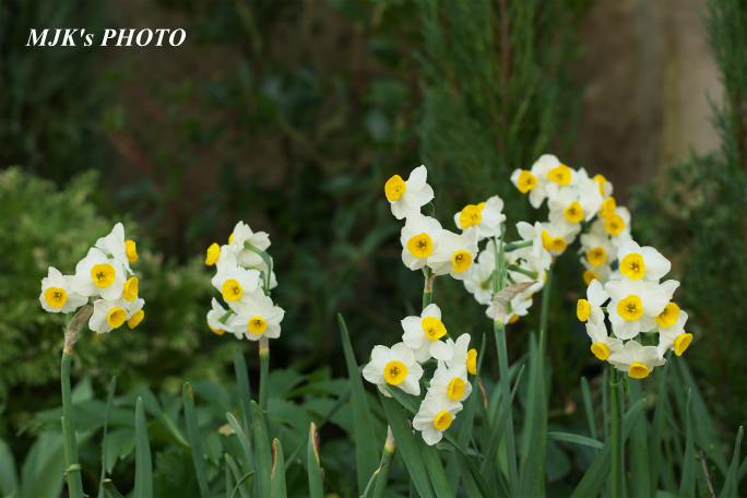 springflower3849.jpg
