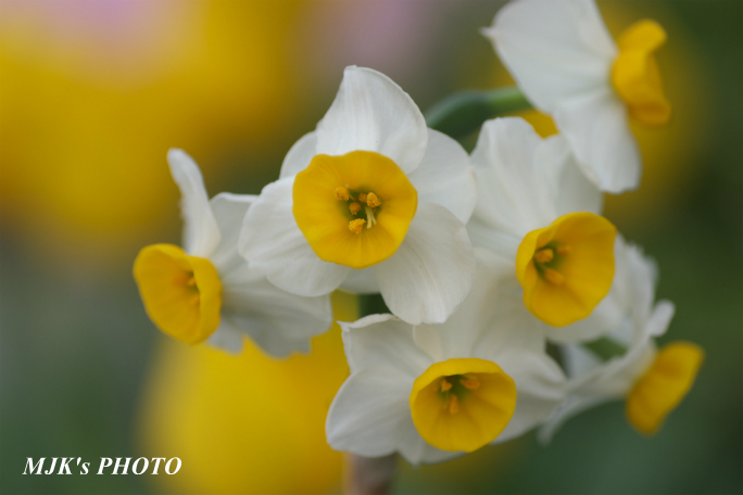 springflower3850.jpg
