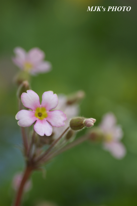 springflower3851.jpg