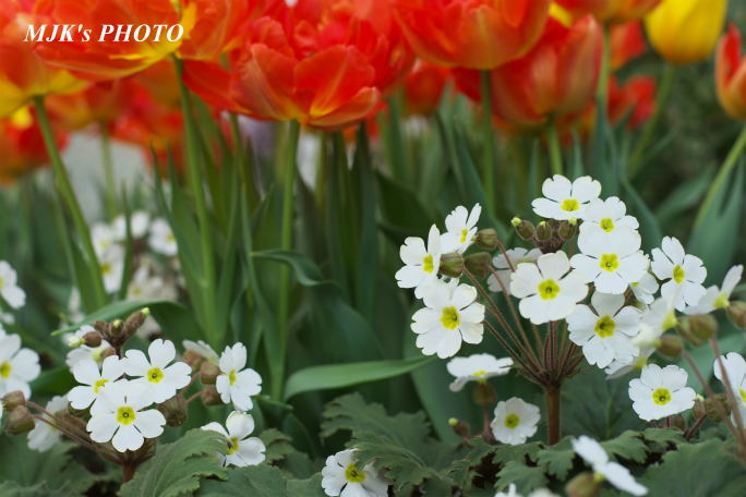 springflower3853.jpg