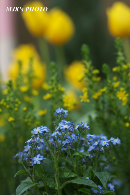 springflower3855.jpg