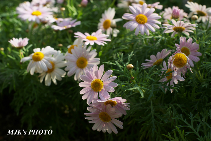 springflower3856.jpg