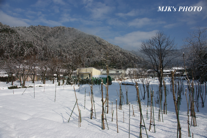 tanigumi2010.jpg