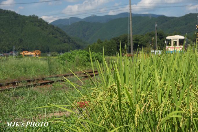 tarumi00780.jpg