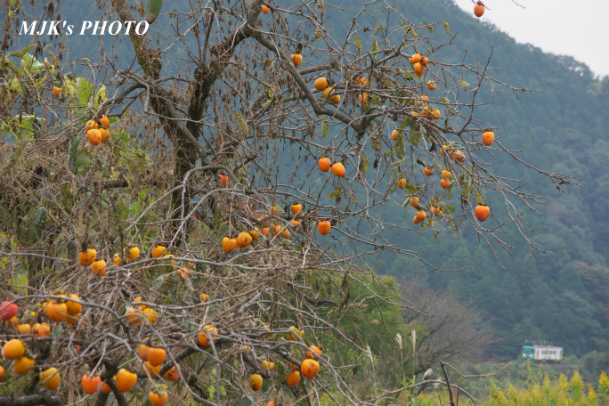 tarumi2720.jpg