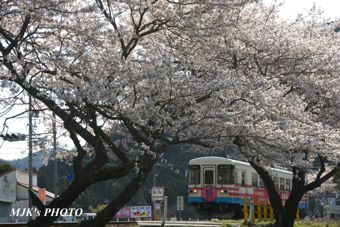 tarumi4021.jpg