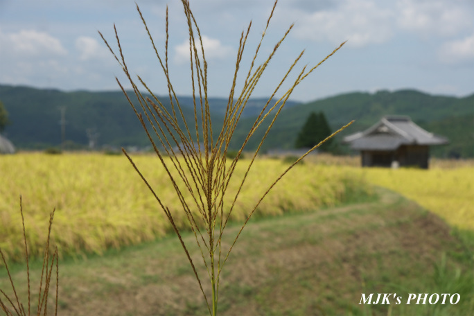 tomita00824.jpg
