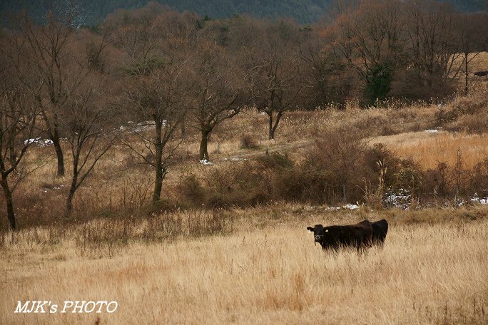tonobokujo00117.jpg